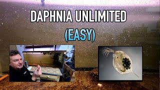 How I Raise Daphnia Water Fleas And You Can Too [upl. by Silden]