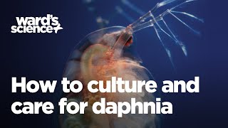 Caring and Culturing for Daphnia [upl. by Enineg]