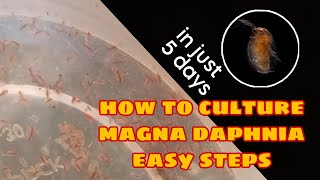 How to Culture Magna Daphnia Easily [upl. by Ettenyl333]