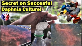 How to Culture Daphnia Successfully [upl. by Alcus]