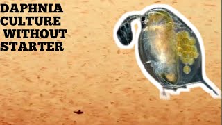 HOW TO CULTURE DAPHNIA NATURALLY WITHOUT A STARTER [upl. by Yarased]