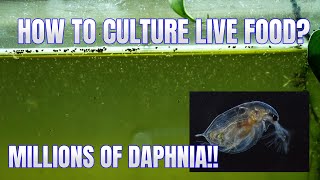 How to Culture Daphnia Secret Method to Breed MILLIONS  Simply Aquatic [upl. by Cheng]