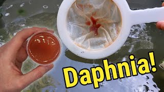 How I Culture Daphnia In Outdoor Tubs [upl. by Dag]