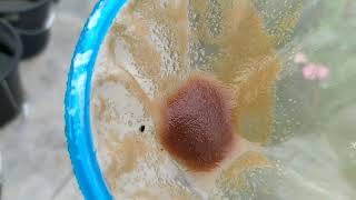 How to culture daphnia moina in a small container Part 1 English Subtitle [upl. by Joyan]