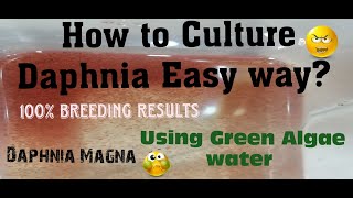 Daphnia MagnaHow to Culture Daphnia Easy wayCulturing Daphnia using Green water Daphnia [upl. by Atsillac]