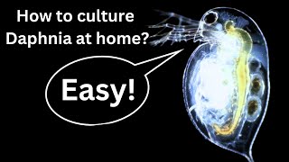 BEST Live Fish Food Beginner guide How to Culture Daphnia at home [upl. by Remled]