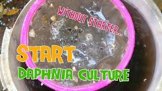 How to culture daphnia moina the easy way 1  Starting the Daphnia culture [upl. by Llerrahs]