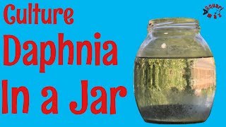 How to Culture Daphnia in a Jar [upl. by Azial]