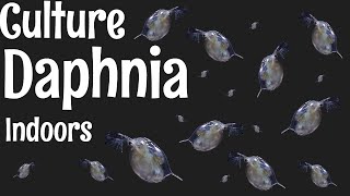 How to Culture Daphnia [upl. by Aileen]