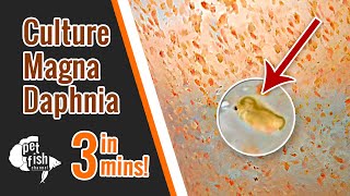 How to culture DAPHNIA MAGNA  The easy way [upl. by Llehcar]