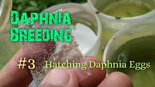 Daphnia Culture made simple and easy 3  Hatching Daphnia eggs [upl. by Ltihcox255]