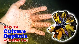 How to Culture Daphnia with ZERO Cost  Unlimited Live Food For Our Fish [upl. by Airan702]