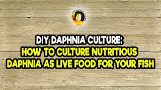 DIY Daphnia Culture How to Culture Nutritious Daphnia as Live Food for Your Fish [upl. by Gruchot942]