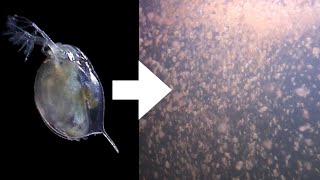 How I Culture Daphnia [upl. by Ingaborg111]