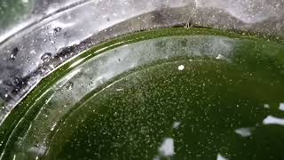 DAPHNIA MOINA CULTURE IN A SMALL BUCKET [upl. by Cymbre]