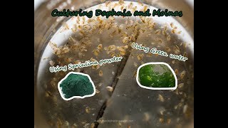 How To Culture Daphnia and Moinas using Green Water Spirulina powder [upl. by Naman]