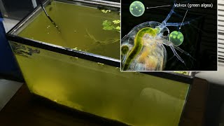 Raising Daphnia for the Freshwater Aquarium [upl. by Auberbach475]