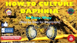 HOW TO CULTURE DAPHNIA In Easy Way [upl. by Attemaj]